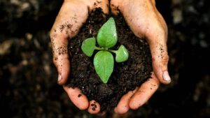 Rau organic là gì? Vì sao rau hữu cơ đắt hơn rau thường?