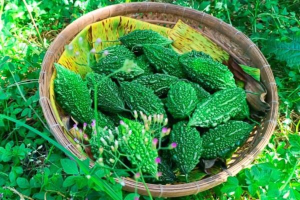 Mướp đắng rừng là gì