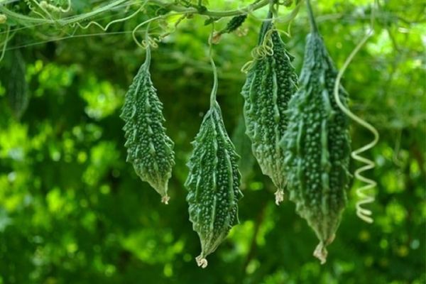 9 tác dụng của mướp đắng rừng