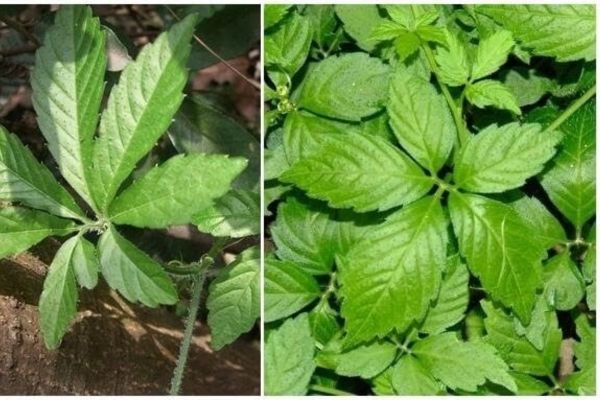 Giảo cổ lam là gì?