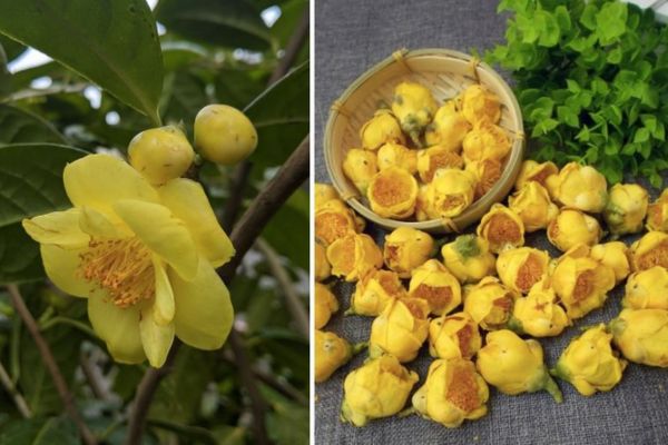 Cách sử dụng thần dược trà hoa vàng