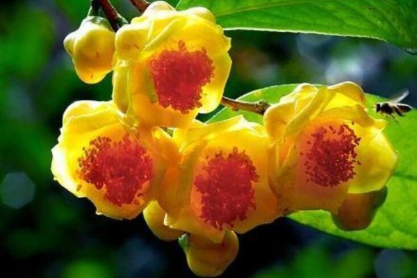 Trà hoa vàng là gì ?